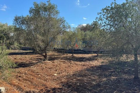 Helårsgrund i Carovigno, Brindisi, Carovigno - € 29.000 | Ref: 122781 - foto 3